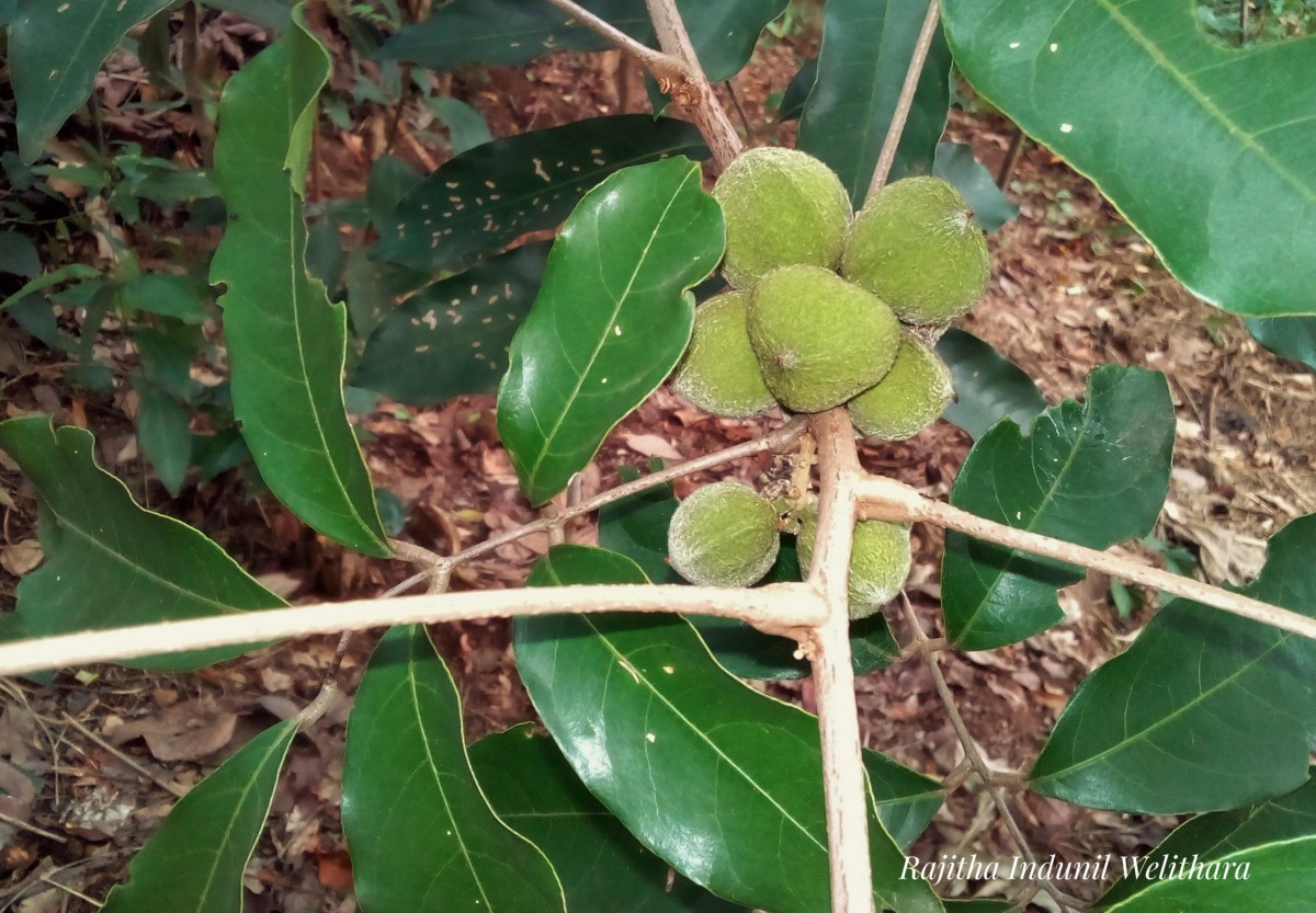 Lepisanthes tetraphylla var. trichocarpa (Thwaites) Wadhwa & Meijer